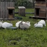 Maze Craze at Galloway Farm photo