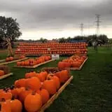 Fleitz Pumpkin Farm photo