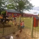 Fleitz Pumpkin Farm photo