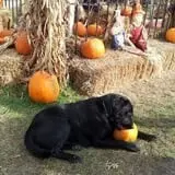 Goebbert's Pumpkin Patch photo