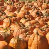 Goebbert's Pumpkin Patch photo