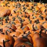 Goebbert's Pumpkin Patch photo
