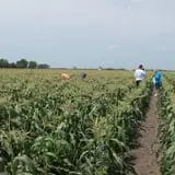 Goebbert's Pumpkin Patch photo