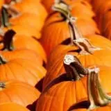 Goebbert's Pumpkin Patch photo
