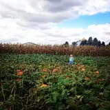 Goebbert's Pumpkin Patch photo
