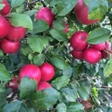 Garden Hills Farm photo