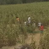 Southern Promiseland Farm Corn Maze & Pumpkins photo