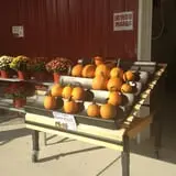 Maugeri's Farm Market Hayrides & Pumpkin Patch photo