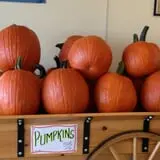 Maugeri's Farm Market Hayrides & Pumpkin Patch photo
