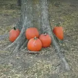 Little Munchkins Pumpkin Patch photo