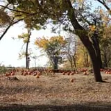 Little Munchkins Pumpkin Patch photo