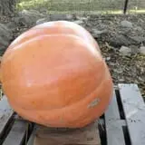 Little Munchkins Pumpkin Patch photo
