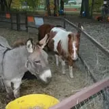 Little Munchkins Pumpkin Patch photo