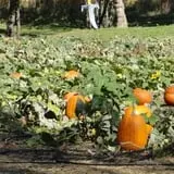 Little Munchkins Pumpkin Patch photo