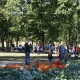 Little Munchkins Pumpkin Patch photo
