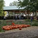 Little Munchkins Pumpkin Patch photo