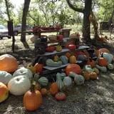 Little Munchkins Pumpkin Patch photo