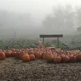 Little Munchkins Pumpkin Patch photo