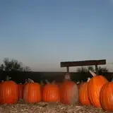 Little Munchkins Pumpkin Patch photo