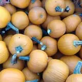 Little Munchkins Pumpkin Patch photo