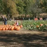 Little Munchkins Pumpkin Patch photo