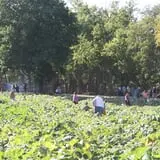 Little Munchkins Pumpkin Patch photo