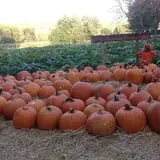 Little Munchkins Pumpkin Patch photo