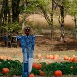 Little Munchkins Pumpkin Patch photo