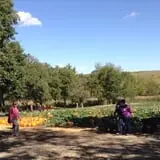 Little Munchkins Pumpkin Patch photo