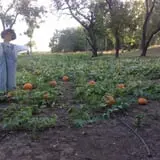 Little Munchkins Pumpkin Patch photo