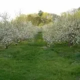 Barden Family Orchard photo