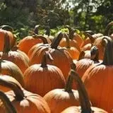 Barden Family Orchard photo