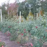 Barden Family Orchard photo