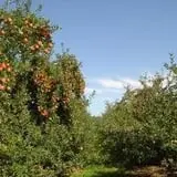 Barden Family Orchard photo