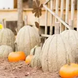 Big Springs Farms Pumpkin Patch photo