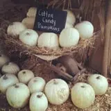 Big Springs Farms Pumpkin Patch photo