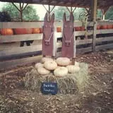 Big Springs Farms Pumpkin Patch photo
