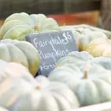 Big Springs Farms Pumpkin Patch photo