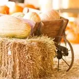 Big Springs Farms Pumpkin Patch photo