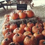 Big Springs Farms Pumpkin Patch photo
