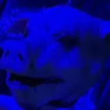 Royal Haunted House