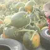 Cabalos Orchard and Gardens photo
