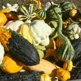 Cabalos Orchard and Gardens photo