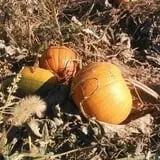 Cabalos Orchard and Gardens photo