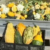 Cabalos Orchard and Gardens photo