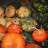 Cabalos Orchard and Gardens photo