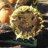 Cabalos Orchard and Gardens photo