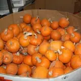 Cabalos Orchard and Gardens photo