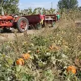 Cabalos Orchard and Gardens photo
