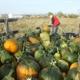 Cabalos Orchard and Gardens photo